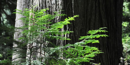 Healthy forest garden