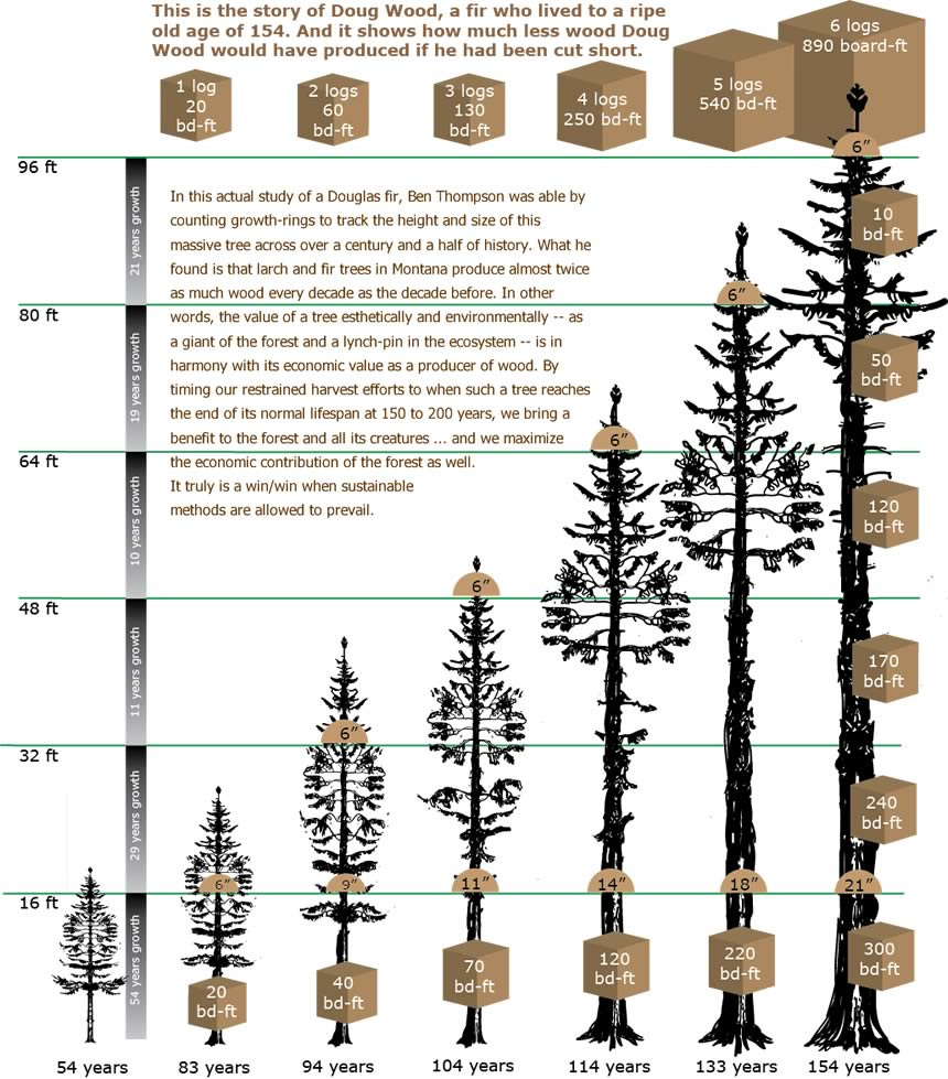 Life story of a tree