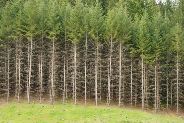 Example of a tree farm